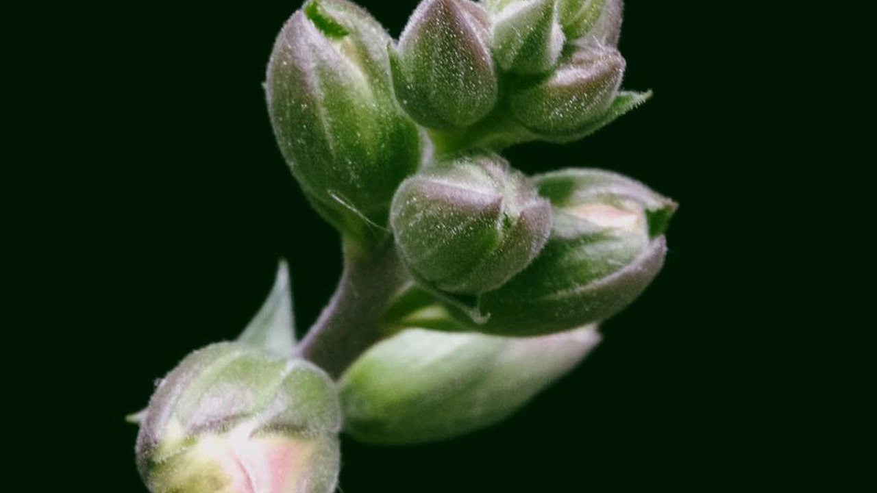 17.c.ccm一起草使用指南与场景分析